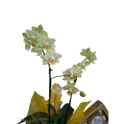 Mini Orquídea 2 Hastes Pote 9 "Cor variada" + Chocolate